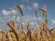 How to Start Eating Whole Grains for Better Health How to Start Eating Whole Grains for Better Health