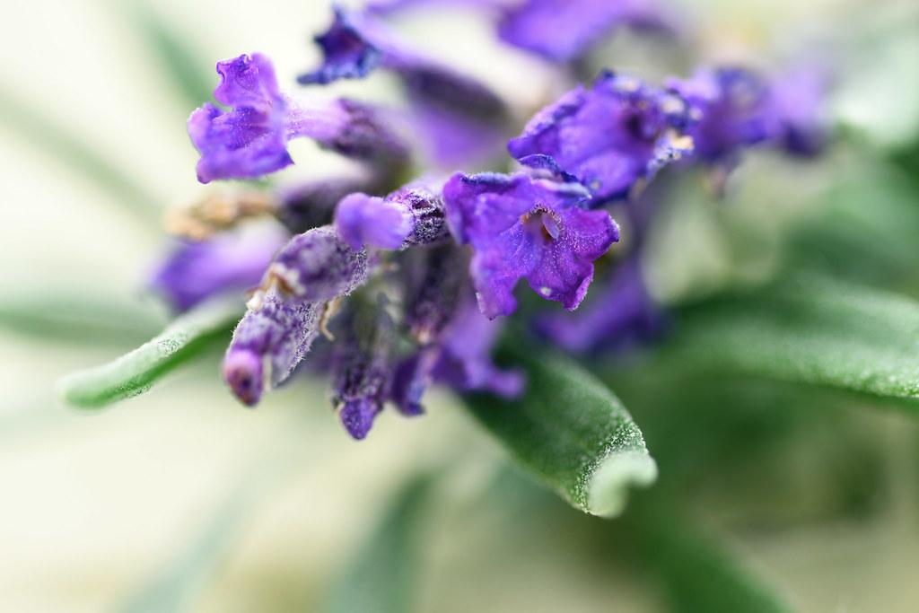 Embrace Natures Calming Remedies to Soothe Your Mind