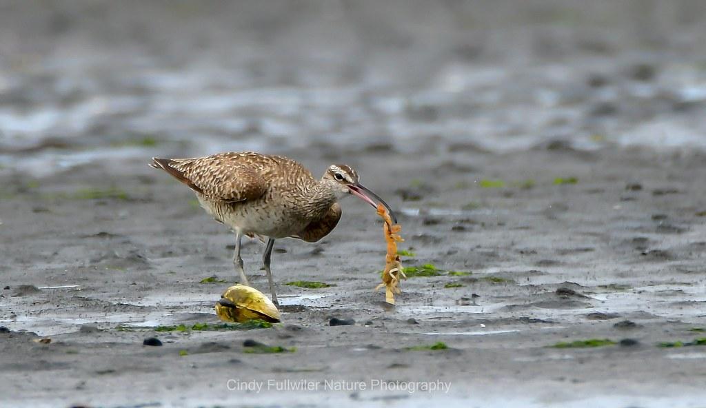 Choosing the Right Sources of Healthy Fats for Optimal Health