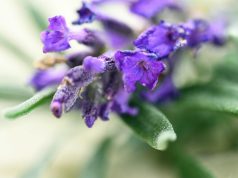 How to Reduce Insomnia with Natural Remedies How to Reduce Insomnia with Natural Remedies