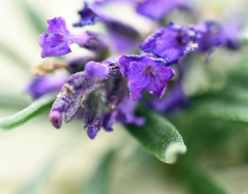 How to Reduce Insomnia with Natural Remedies How to Reduce Insomnia with Natural Remedies