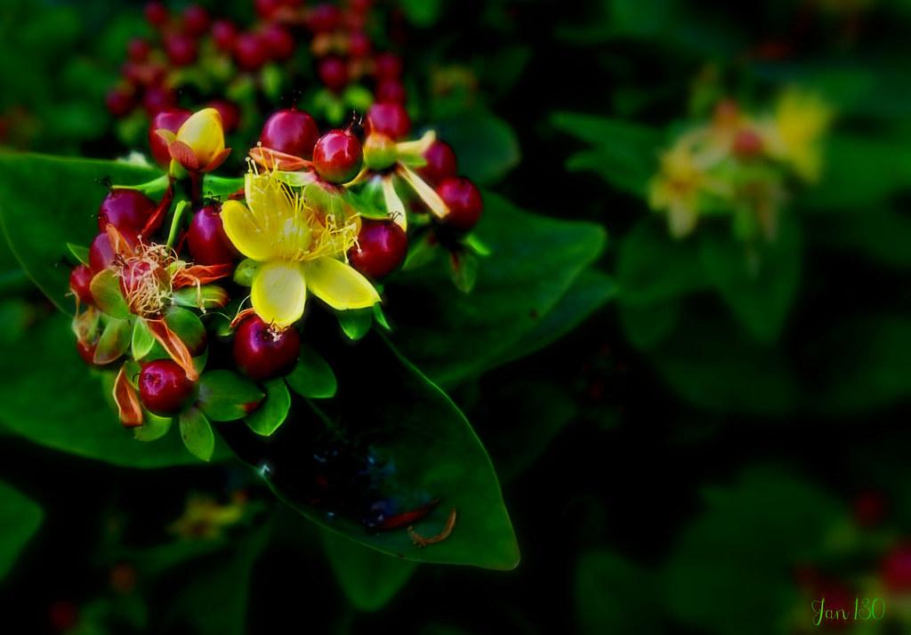 Harnessing Nature: Herbal Remedies for Tranquil Sleep