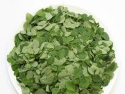 The Healing Benefits of Moringa for Overall Health The Healing Benefits of Moringa for Overall Health