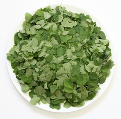 The Healing Benefits of Moringa for Overall Health The Healing Benefits of Moringa for Overall Health