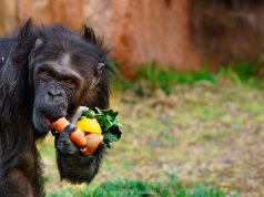 How to Transition to a Healthier Diet Without Overwhelming Yourself How to Transition to a Healthier Diet Without Overwhelming Yourself