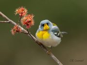 The Importance of Healthy Fats in a Balanced Diet The Importance of Healthy Fats in a Balanced Diet