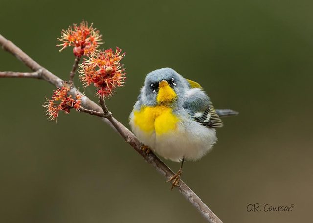 the-importance-of-healthy-fats-in-a-balanced-diet.jpg The Importance of Healthy Fats in a Balanced Diet