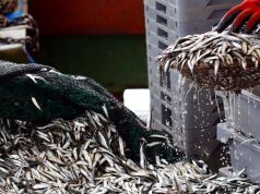 Best Tips for Maintaining Healthy Cholesterol Levels Best Tips for Maintaining Healthy Cholesterol Levels