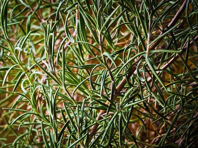 Empower Your Mind with Practical Rosemary-Based Tips