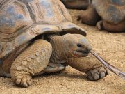 How to Include Complete Proteins in a Vegetarian Diet How to Include Complete Proteins in a Vegetarian Diet