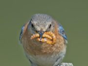 How to Design a High Protein Diet for Muscle Gain How to Design a High Protein Diet for Muscle Gain