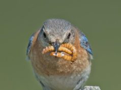 How to Design a High Protein Diet for Muscle Gain How to Design a High Protein Diet for Muscle Gain