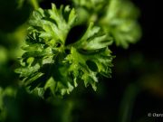 Best Tips for Following a Plant Based Diet Plan Best Tips for Following a Plant Based Diet Plan