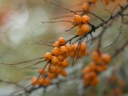 Top Vitamin E Supplements for Skin Health Top Vitamin E Supplements for Skin Health