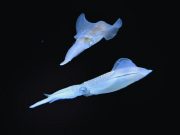 Tips for Following a Mediterranean Diet for Better Health Tips for Following a Mediterranean Diet for Better Health