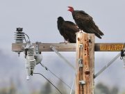 Best Vitamin K2 Supplements for Bone and Heart Health Best Vitamin K2 Supplements for Bone and Heart Health