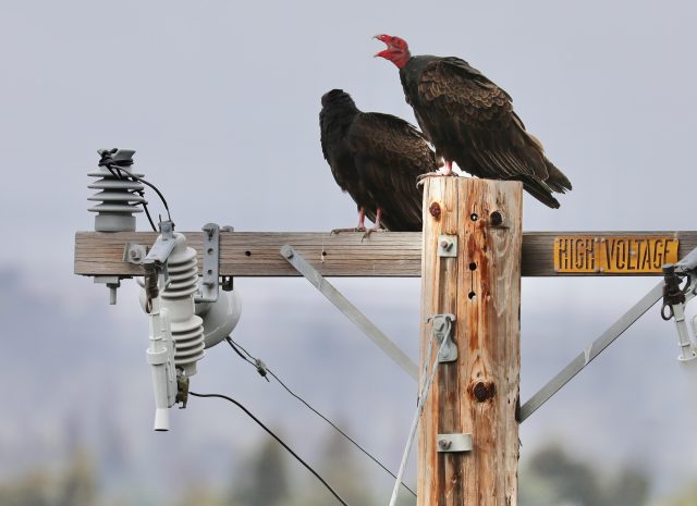 Best Vitamin K2 Supplements for Bone and Heart Health