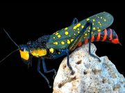 How to Create a High Protein Diet for Vegetarians How to Create a High Protein Diet for Vegetarians