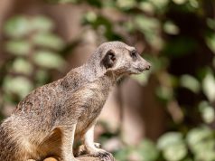 Empower Your Family: Simple Tips to Strengthen Immunity Together Empower Your Family: Simple Tips to Strengthen Immunity Together