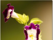 Finding Your Perfect Multivitamin: A Guide to Meeting Your Needs Finding Your Perfect Multivitamin: A Guide to Meeting Your Needs