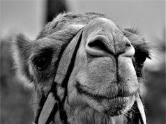 Choosing Wisely: Honest Reviews of Popular Joint Health Supplements Choosing Wisely: Honest Reviews of Popular Joint Health Supplements