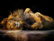 Mastering Daily Stress: Compassionate Strategies for a Calmer Life Mastering Daily Stress: Compassionate Strategies for a Calmer Life