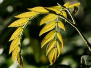 Boost Your Immunity: Discover the Top 5 Essential Supplements Boost Your Immunity: Discover the Top 5 Essential Supplements