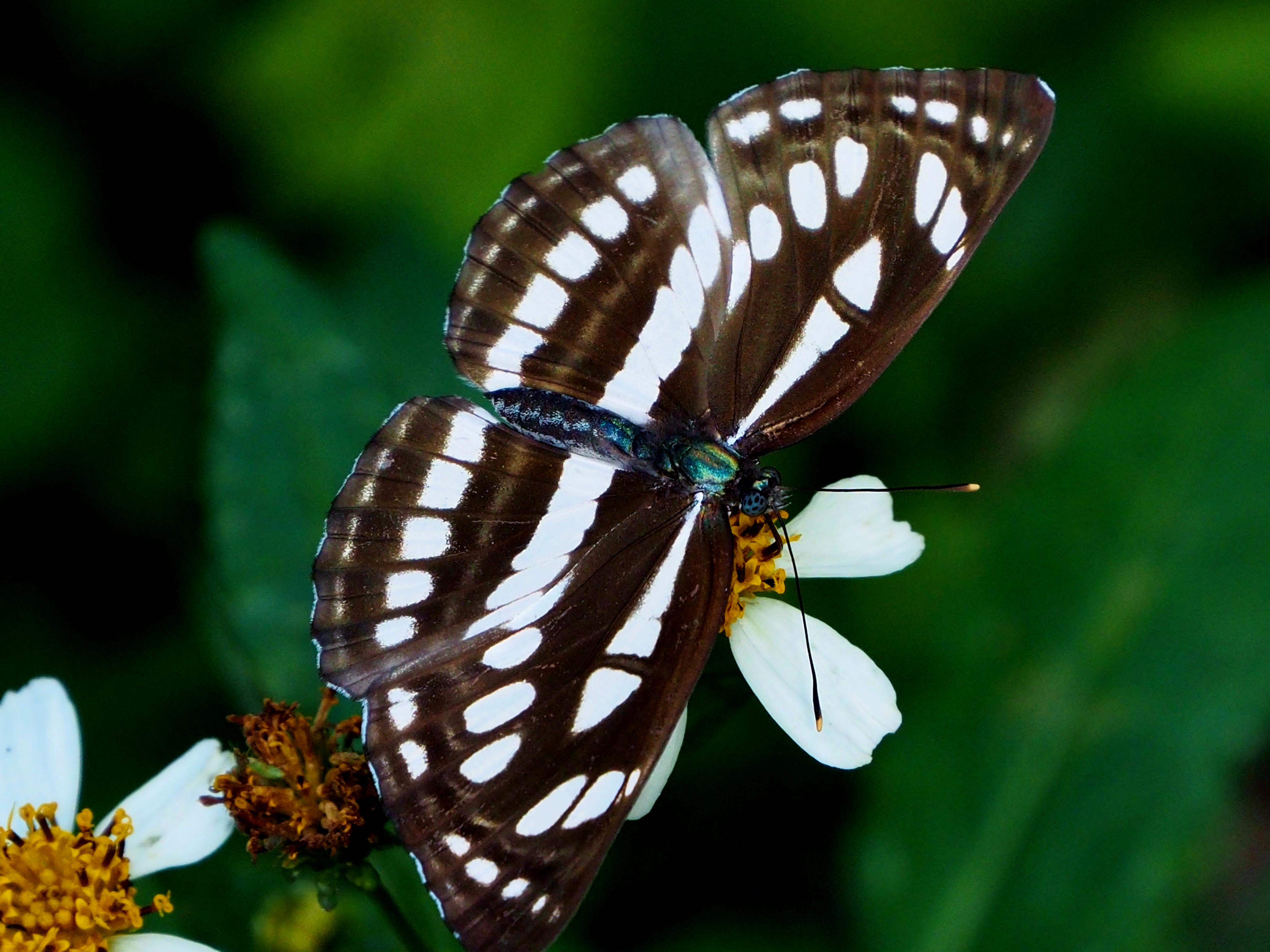 Expert Tips on Choosing Quality Moringa Products for Maximum Effectiveness