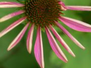 Strengthen Your Immunity: Top 5 Supplements You Need to Know Strengthen Your Immunity: Top 5 Supplements You Need to Know