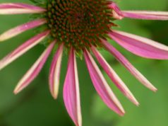 Strengthen Your Immunity: Top 5 Supplements You Need to Know Strengthen Your Immunity: Top 5 Supplements You Need to Know