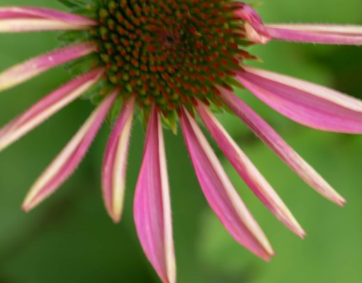 Strengthen Your Immunity: Top 5 Supplements You Need to Know Strengthen Your Immunity: Top 5 Supplements You Need to Know