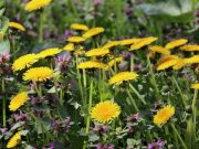 Empower Your Immunity: Discover the Top 5 Essential Supplements Empower Your Immunity: Discover the Top 5 Essential Supplements