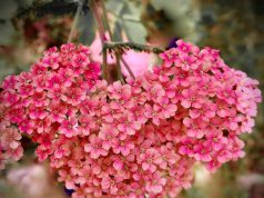 Empower Your Heart: Gentle, Natural Remedies for Heart Health Empower Your Heart: Gentle, Natural Remedies for Heart Health