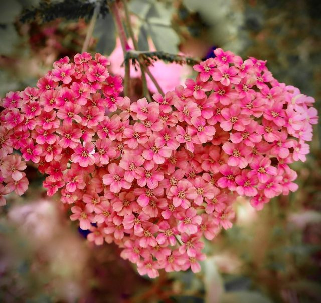 Empower Your Heart: Gentle, Natural Remedies for Heart Health