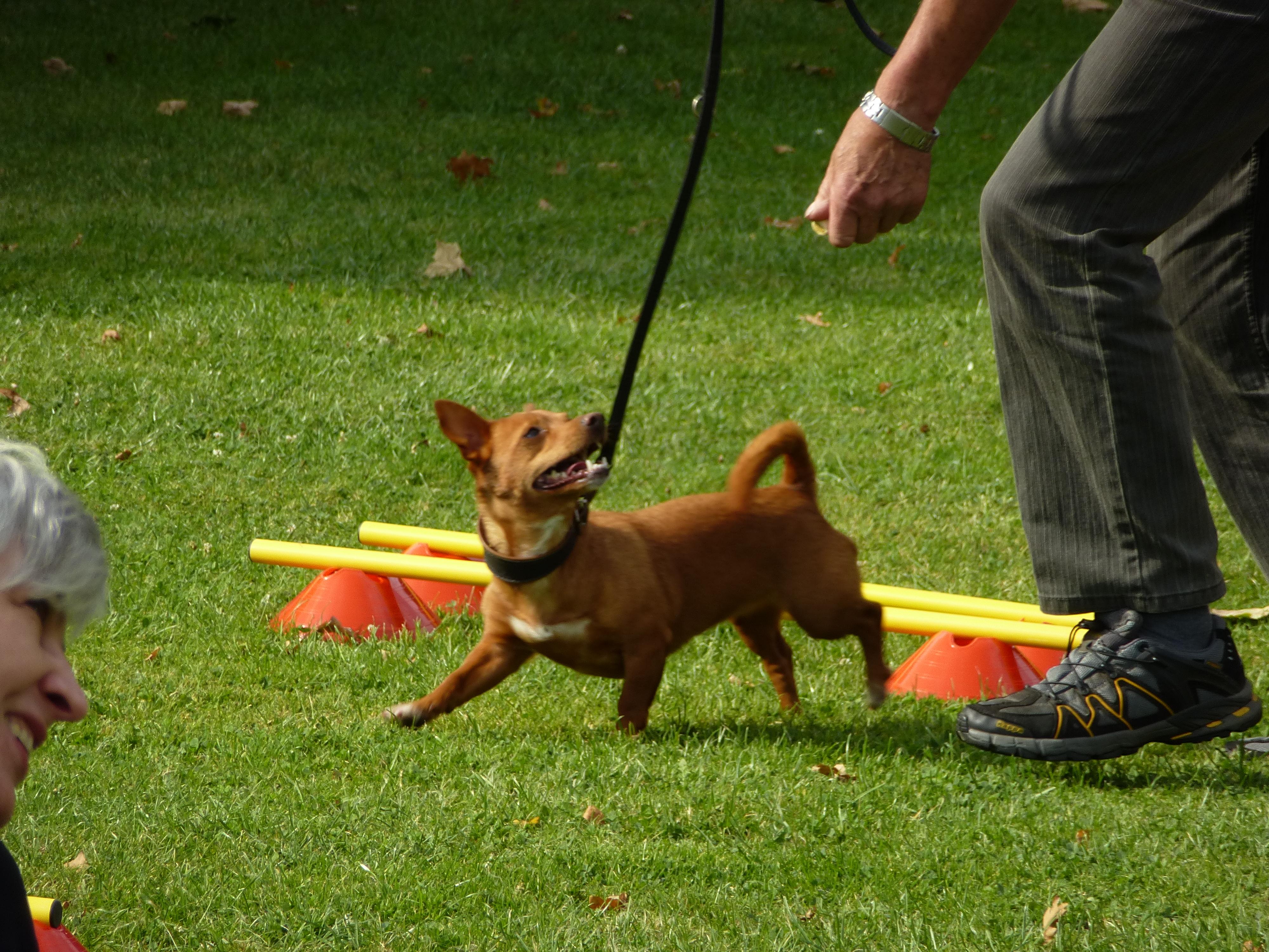 Master the Fundamentals of Agility Training