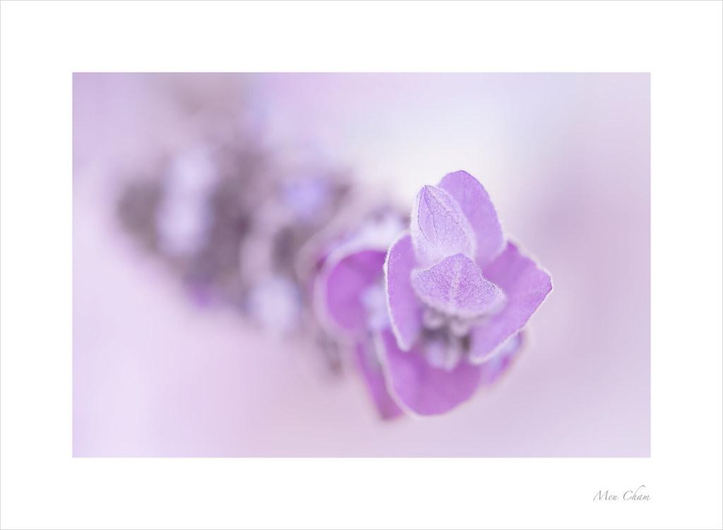 Understanding Herbal Remedies: A Compassionate Guide to Natural Healing