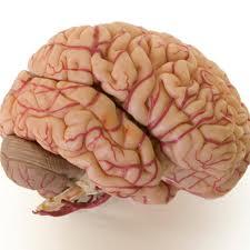 Enhancing Memory and Focus with Essential Vitamins and Minerals