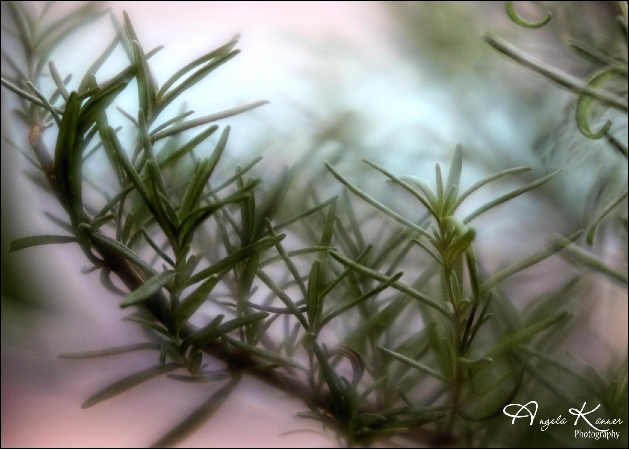 Incorporate Rosemary into Your Daily Routine for Enhanced Focus